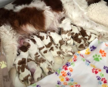 Nine healthy Irish Red and White Setter puppies nursing heartily and Mummy is tired but content.